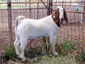 wetherbuck0028.jpg
