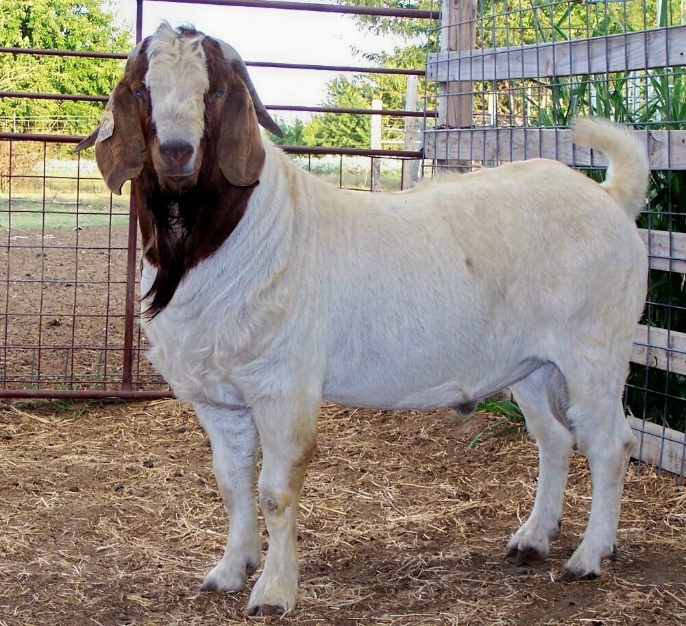 v055buck.jpg